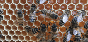 Gros plan sur abeilles et miel